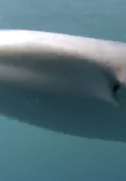 S01:E05 - Tiger Sharks in the Bahamas poster
