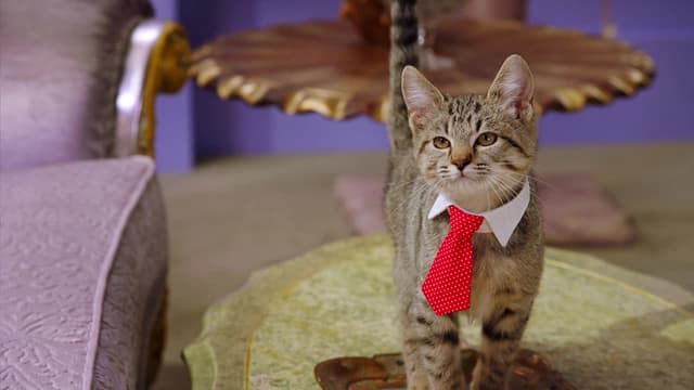 S01:E08 - Kitten Academy