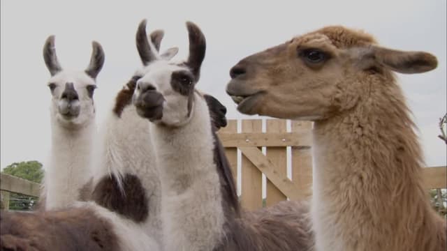 S01:E06 - Inti the Trekking Llama