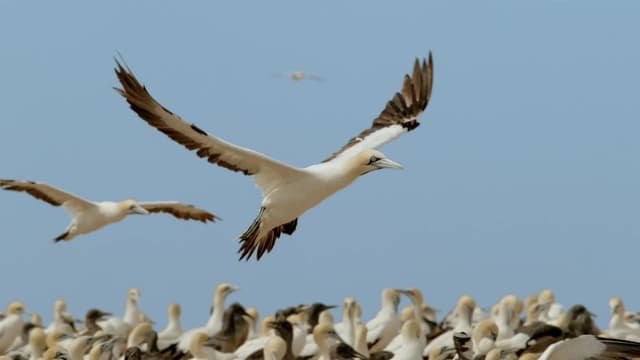 S01:E04 - Delfines Y Alcatraces