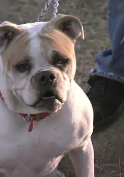 S05:E13 - Bulldog on the Edge poster