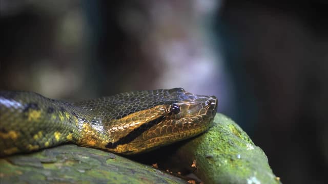 S01:E01 - Anacondas