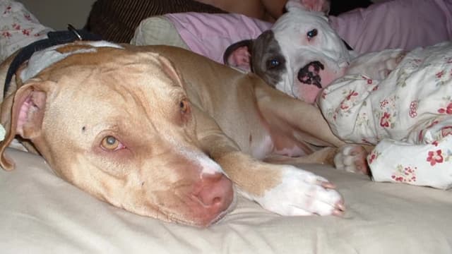 S04:E28 - Dueling Pit Bulls