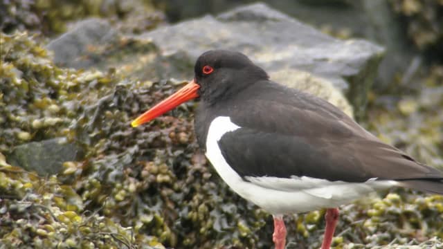 S02:E05 - Sea Loch: North Uist, Scotland