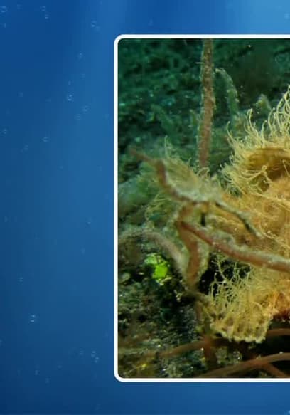 S03:E15 - Life on the Reef poster