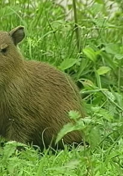 The Giant Capybara Trailer