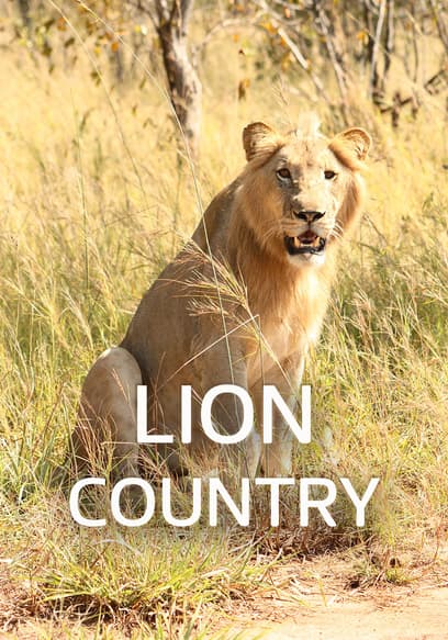 Lion Country