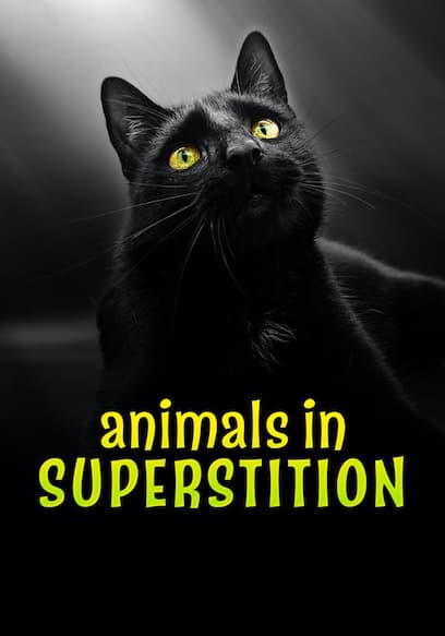 Animals in Superstitions