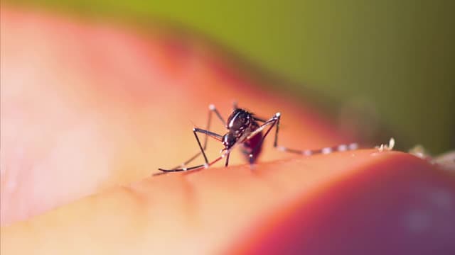 S02:E03 - Mosquitoes