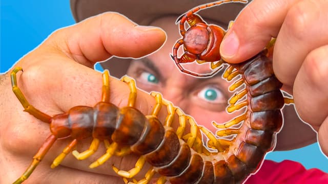 S01:E14 - Bitten by a Giant Asian Centipede!