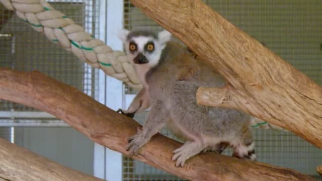 S01:E04 - Lemur