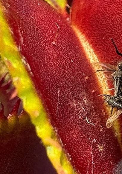 S01:E18 - Carnivorous Plant Olympics: Which One Eats the Most Pests? poster
