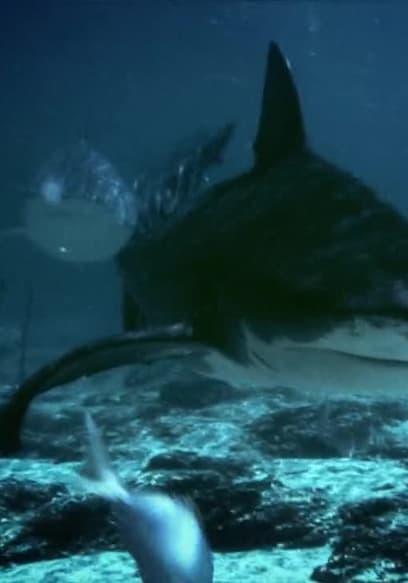Póster de S01:E06 - Freshwater Shark