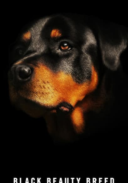 Black Beauty Breed
