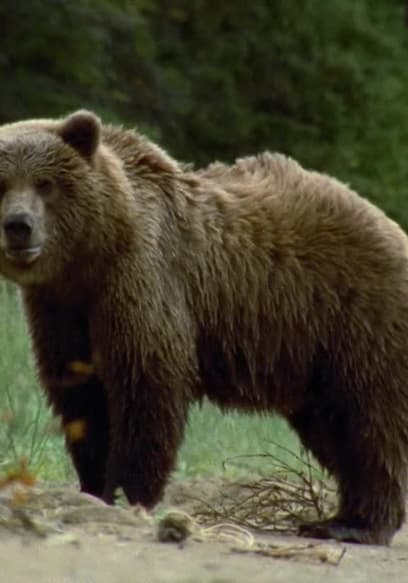 S01:E03 - Bear poster