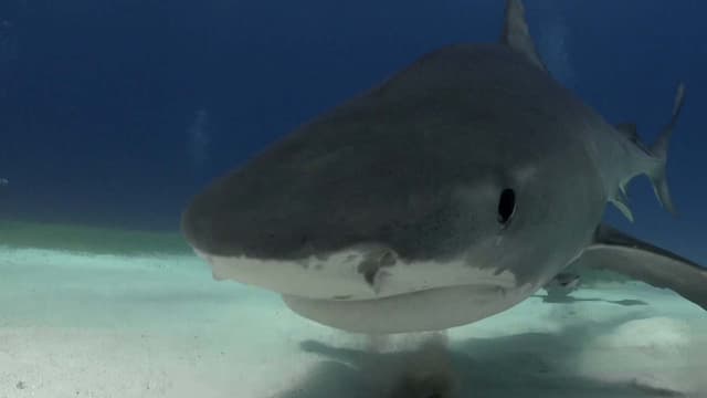 S01:E10 - Bull Sharks in Cancun, Mexico