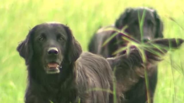 S05:E14 - Flat-Coated Retriever