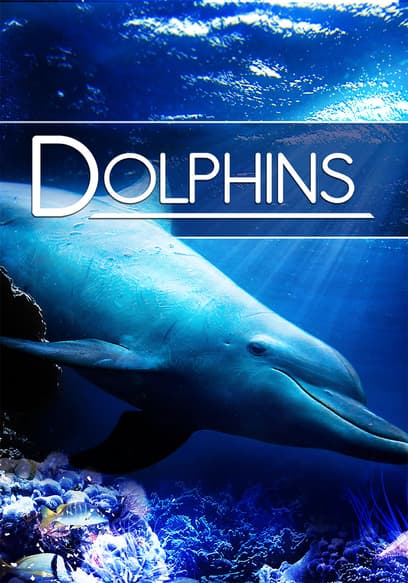 Dolphins