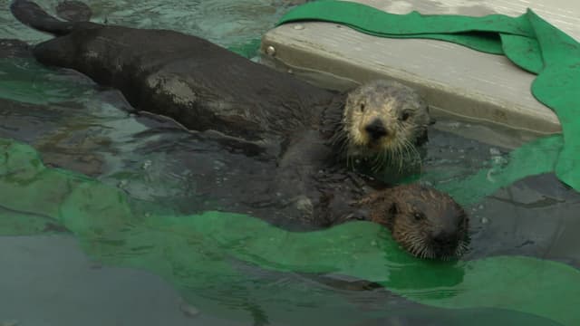 S01:E14 - Secret Life of Sea Otters