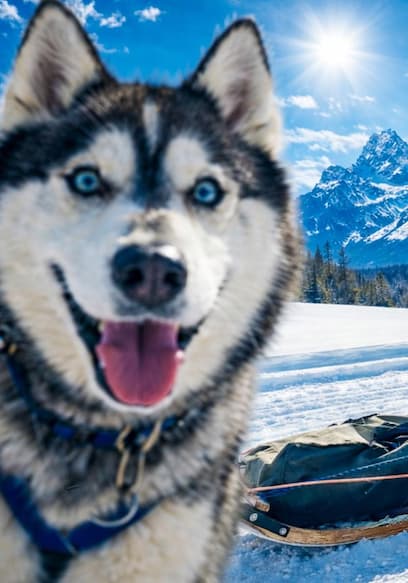 S02:E02 - 7 Days in the Wild West - Yellowstone, Dog Sledding, Fishing & More poster