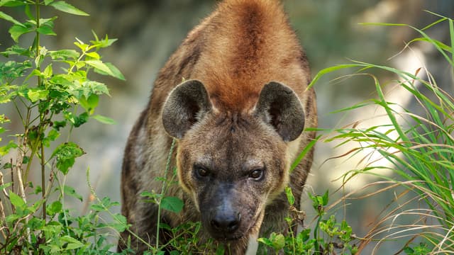 S01:E05 - Killer Minds