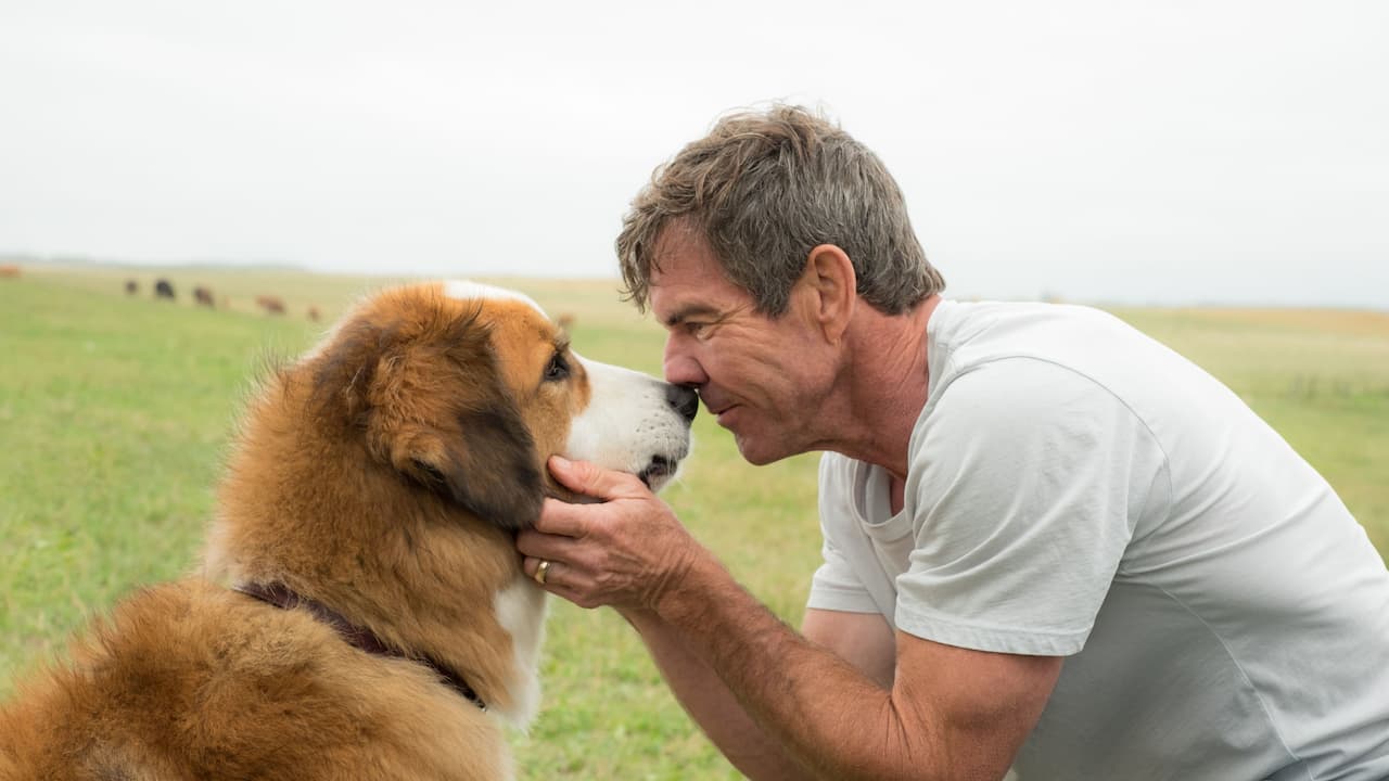 Watch A Dog's Purpose