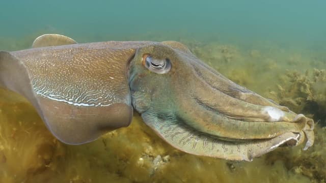 S07:E01 - Giant Cuttlefish in South Australia + Blue Grotto Sinkhole in Florida, USA