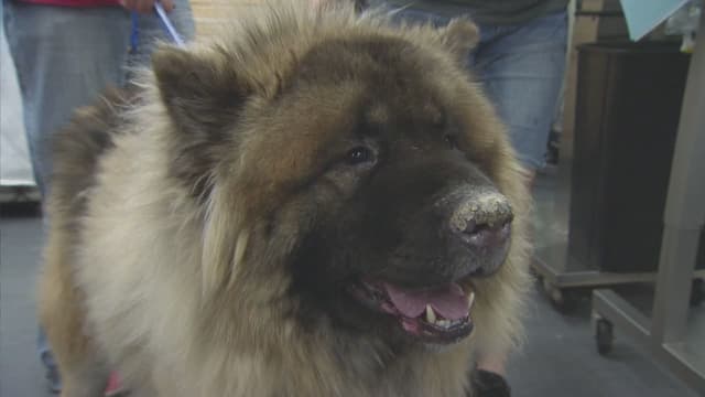 S08:E06 - Wild at Heart