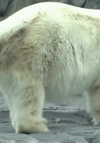 S03:E06 - World's Biggest Animals poster