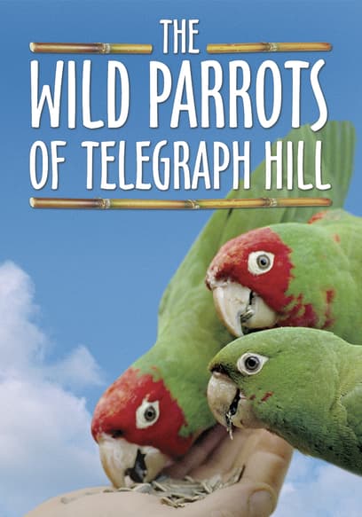 The Wild Parrots of Telegraph Hill