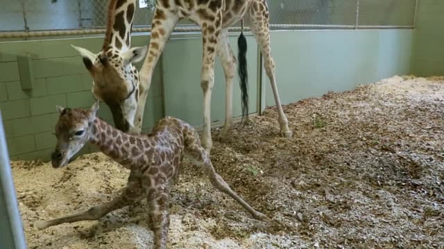 S03:E04 - A Baby Giraffe’s Tall Order