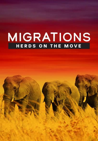 Migrations: Herds on the Move