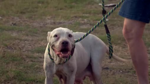 Dog Perry Pitbulls And Parolees Pit Bulls And Parolees Season Rare