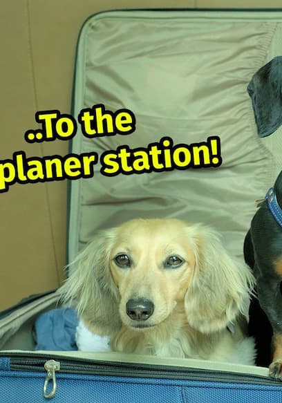 S01:E18 - Dachshunds Take on Europe poster