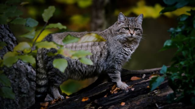 T01:C13 - S01:E13 - Después del anochecer