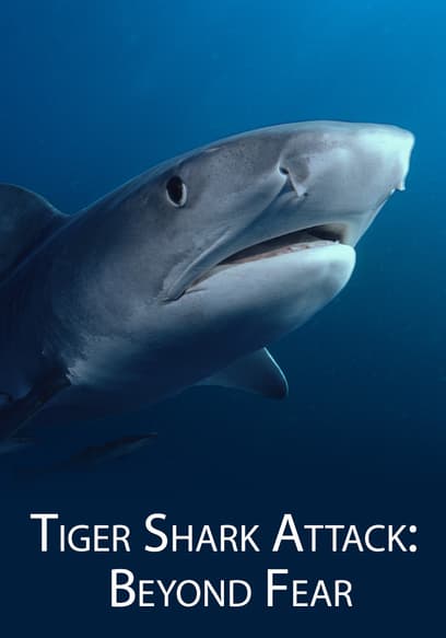 Tiger Shark Attack: Beyond Fear