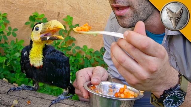 S01:E03 - Speed in the Sky: Baby Toucans & Cheetahs