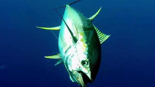 S01:E11 - Fishing Giants on the Kite: Cabo San Lucas, Part 1