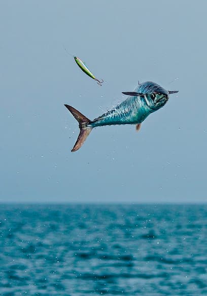 S11:E07 - Skyrocketing Kingfish poster
