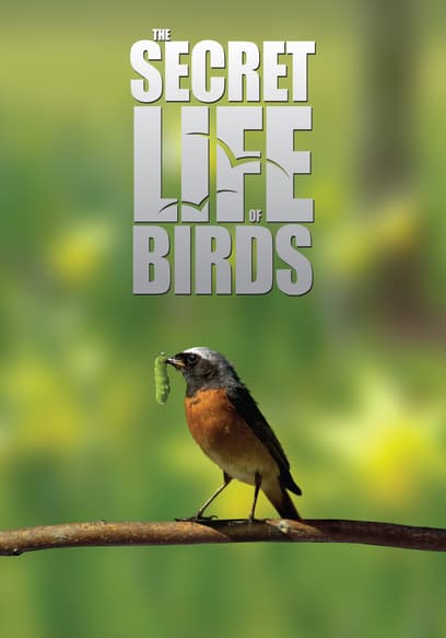 The Secret Life of Birds poster