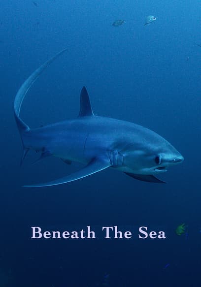 Beneath the Sea poster