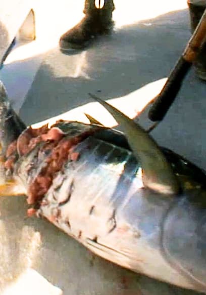 S01:E17 - Tuna Pays the Shark Tax at Guadalupe Island poster