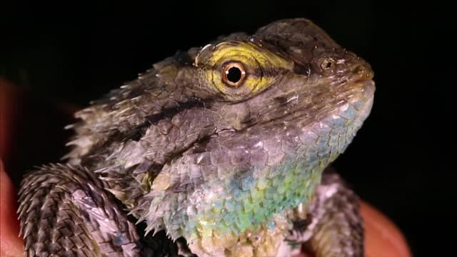 S04:E14 - How to Track a Predator… and Pokemon!