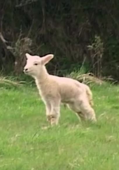 S01:E01 - The Lost Lamb poster