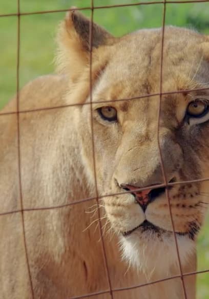 S01:E05 - Leones	 poster