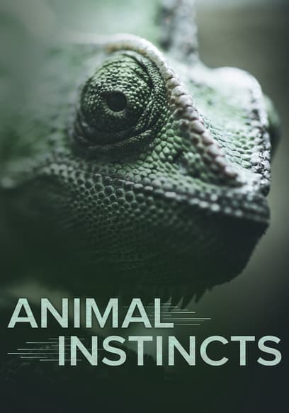 Animal Instincts