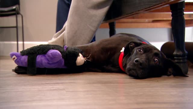 S04:E07 - The Heart of a Pit Bull