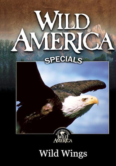 Wild Wings