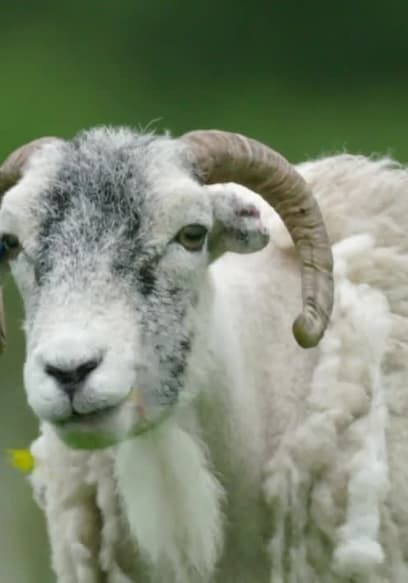 S01:E04 - Sheep poster