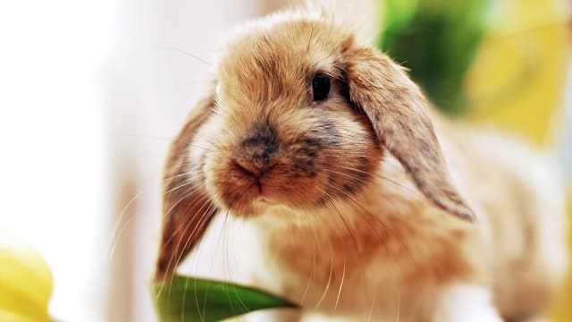 S01:E04 - Urban Babies